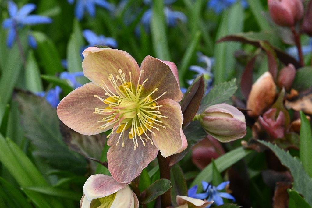 2025-04216432 Tower Hill Botanic Garden, MA.JPG - Helleborus. New England Botanic Garden at Tower Hill, MA, 4-21-2025